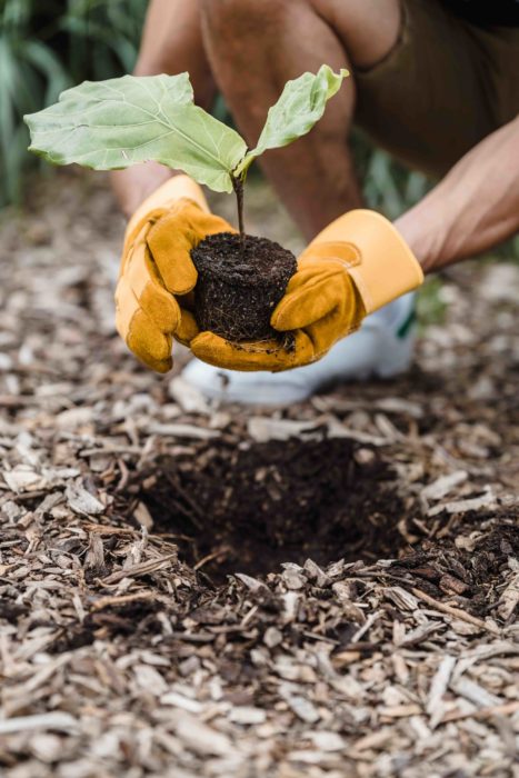Company Culture - planting a garden